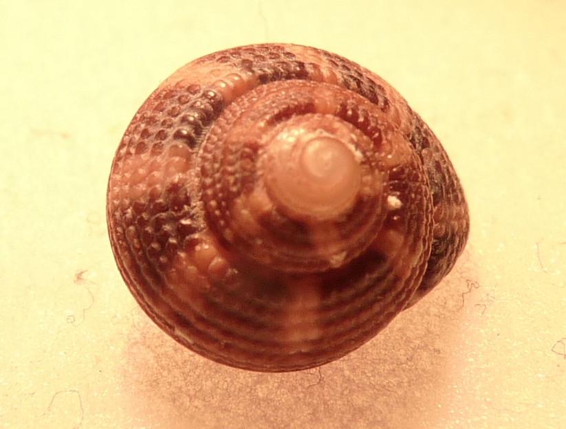 Tronchidae Clanculus ?